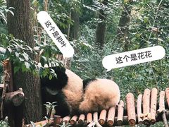 -都江堰中华大熊猫苑