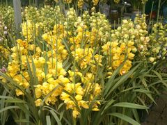 -三圣花乡旅游区