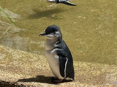 -费瑟代尔野生动物园