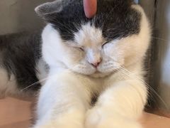 -猫儿山۰猫主题餐厅