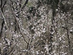 -北京鹫峰国家森林公园