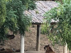 -石家庄市动物园