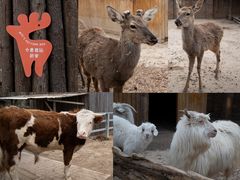 -圣露庄园·露营·烤肉·亲子