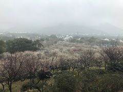 -香雪海