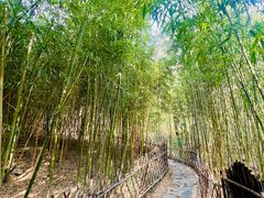 -竹子庵公园