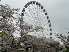 -顾村公园