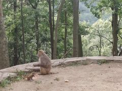 -黔灵山公园