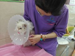 -北京观赏动物医院·24小时大型综合·猫专科·异宠专科