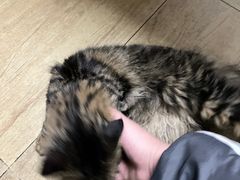 -美联众合宠物医院·爱萌分院·内外科·猫科中心