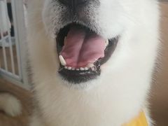 -Husky Go! 哈士奇体验馆·宠物咖啡厅狗咖