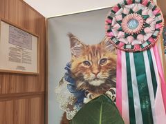 -猫十亿·布偶金渐层·曼基康矮脚猫舍(青年路店)