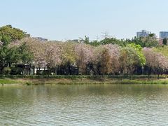 -顺峰山公园