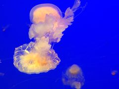 -江和美海洋公园