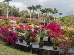 -莲花山公园