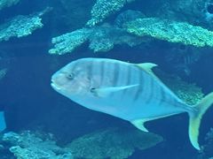 -迪拜水族馆及水下动物园