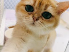 -喵的天空名猫咖啡馆·撸猫·猫舍·用品