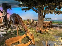 -国家自然博物馆