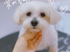 -佐罗家宠物馆·猫文化馆(紫霞路店)