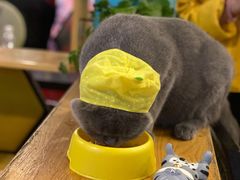 -猫小院猫主题咖啡厅(北锣店)