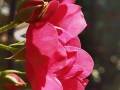 -广富林郊野公园