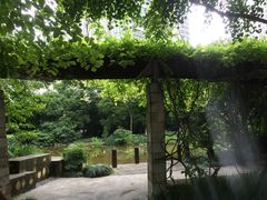 -新湖明珠城