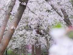 -上海共青森林公园