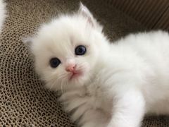 -Bastet sally猫舍购宠(静安店)