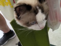 -纳吉亚猫专科动物医院·北北分院