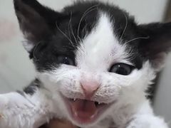 -御宝贝·A梦猫科宠物医院(国际猫友好医院)
