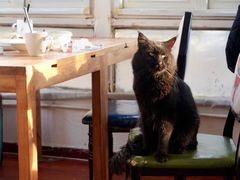 -猫小院猫主题咖啡厅(北锣店)