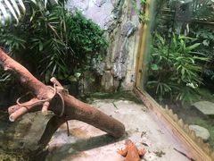-上海大自然野生昆虫馆(东方明珠·爬宠昆虫探索中心)