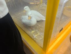 -神奇动物撸宠馆·羊驼·小浣熊·异宠(豫园店)