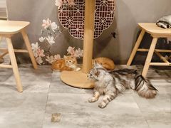 -楼上猫咖(罗湖店)