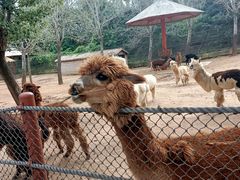 -大连森林动物园