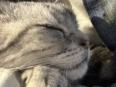 -猫猫幼稚园·撸猫·桌游·电玩