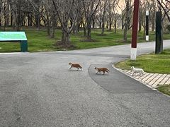 -自然谷恐龙园