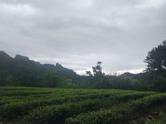 -九曲溪竹筏码头