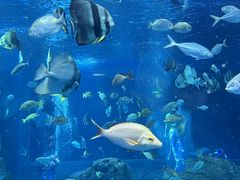 -锦艺城海洋馆