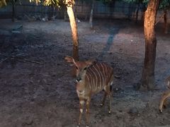 -清迈夜间动物园