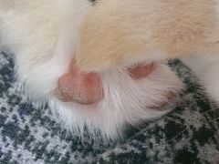 -逗柴咖啡屋·狗咖猫咖宠物桌游