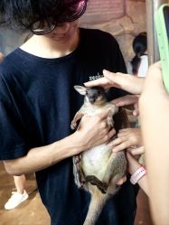 -Zoolung Zoolung动物主题公园(海信广场店)