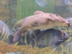 -上海海洋水族馆