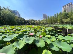 -陈家山荷花公园