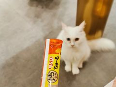 -飞行喵MR PILOT|猫舍·猫咖(静安大融城店)