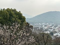 -香雪海