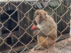 -西霞口神雕山野生动物世界