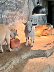 -Zoolung Zoolung动物主题公园(海信广场店)