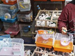 -哈尔滨道外花鸟鱼市场