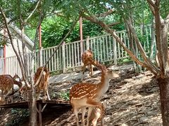 -北京鹿世界主题园