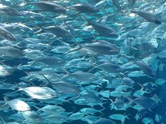 -上海海洋水族馆